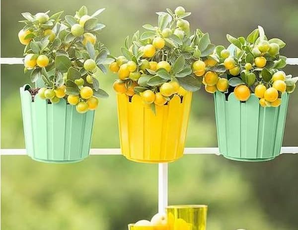 تصویر 1 از خرید گلدان پلاستیکی فانتزی + قیمت فروش استثنایی